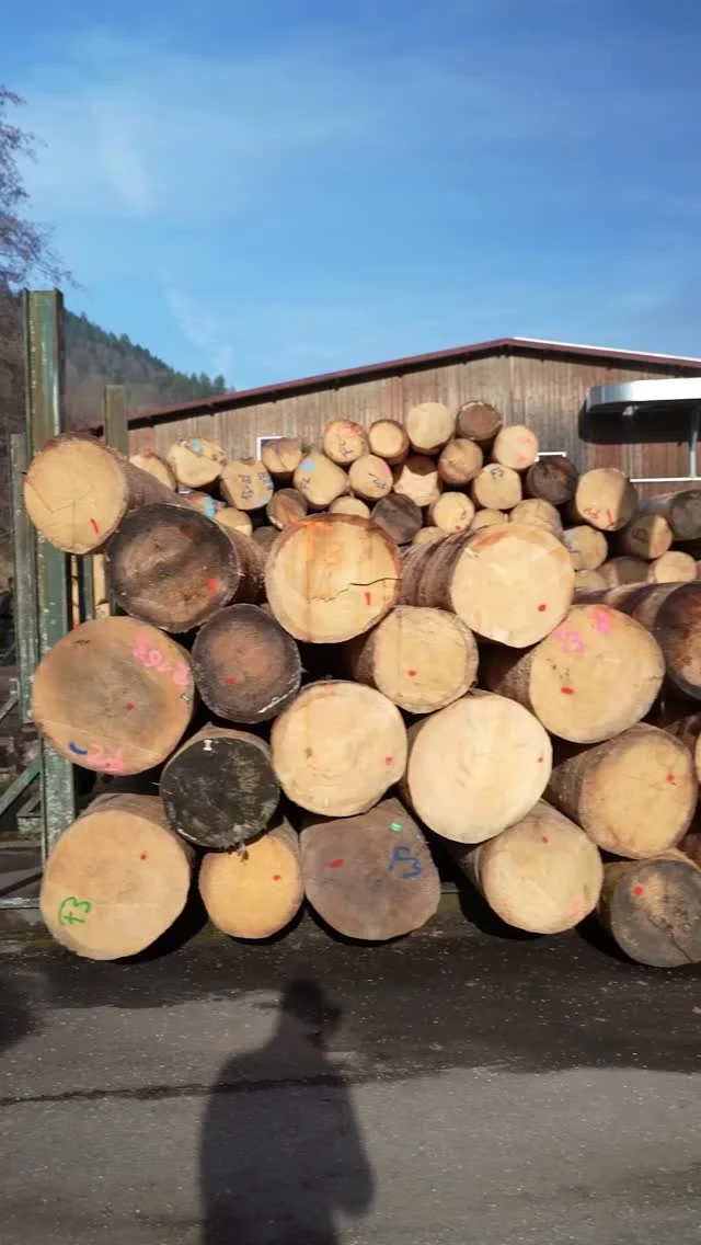 VOM BAUHOLZ-SÄGEWERK ZUM QUALITÄTS-Starkholz-SÄGEWERK
Früher waren wir im Prinzip ein reines Bauholz-Sägewerk, wir haben vor allem Holz für Dachstühle geschnitten.
Mit dem Einbau einer Bandsäge entwickelten wir uns Schritt für Schritt zum Starkholz-Sägewerk.
Seitdem haben wir uns stetig weiterentwickelt, immer weiter modernisiert und investiert und können uns heute auch am Markt gut behaupten.
#SägewerkEchtle #Weißtanne #Nordrach #Firmengeschichte #Qualitätssägewerk